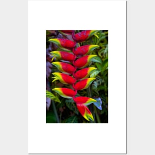 Heliconia Posters and Art